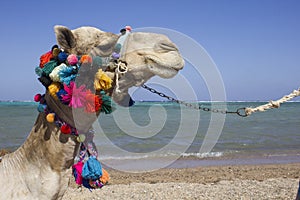 Decorated Camel face in Egypt