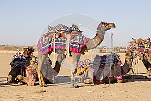 Decorated camel at Desert Festival in Jaisalmer, Rajasthan, India.