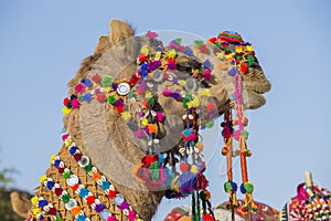 Decorated camel at Desert Festival in Jaisalmer, Rajasthan, India.