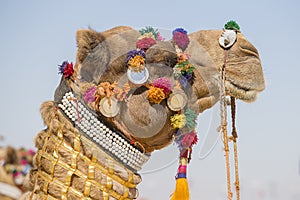 Decorated camel at Desert Festival in Jaisalmer, Rajasthan, India.