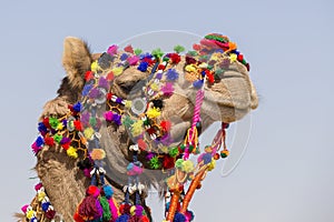 Decorated camel at Desert Festival in Jaisalmer, Rajasthan, India.