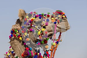 Decorated camel at Desert Festival in Jaisalmer, Rajasthan, India. Head camel