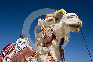 Decorated Camel in Egypt