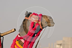 Decorated camel head in asia