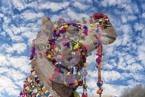 Decorated camel head in desert Thar during the annual Pushkar Camel Fair near holy city Pushkar, Rajasthan, India