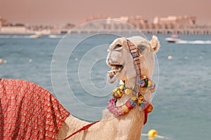 decorated camel laughing and waiting for tourists on the background of the sea. Travel adventures in Arabia and Africa