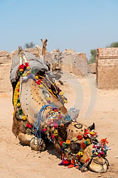 Decorated Camel Cholistan Pakistan
