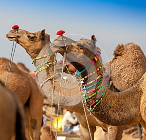 Decorated camel at the Pushkar fair - India