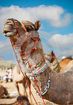 Decorated camel at the Pushkar Mela - Rajasthan, India, Asia photo