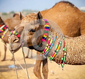 Decorated camel at the Pushkar fair. Rajasthan, India