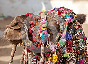 Decorated camel at the Pushkar fair - Rajasthan, India, Asia