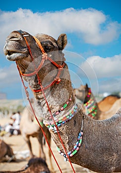 Decorated camel at the Pushkar fair - Rajasthan, India, Asia