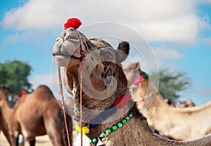 Decorated camel at the Pushkar fair - Rajasthan, India, Asia