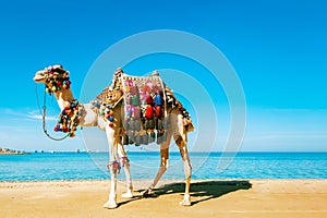 Decorated camel stands against the background of the blue sea and sky. On the muzzle is a hat and glasses.