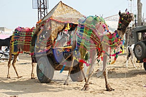 Decorated camel taking part at annual pushkar camel mela holiday photo