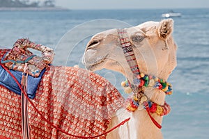 decorated camel is waiting for tourists on the background of the sea. Travel adventures in Arabia and Africa