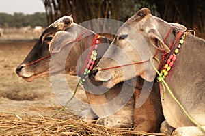 Decorated Cattle