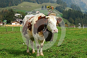 Decorated cattle
