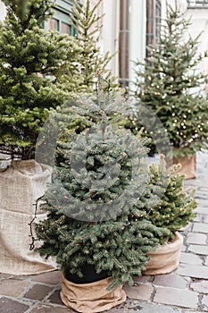 Decorated Christmas trees on the street. Celebration. New Year decor. A lot of Christmas trees with light garlands