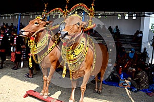 Decorated cows contest before the final of the Cow Race