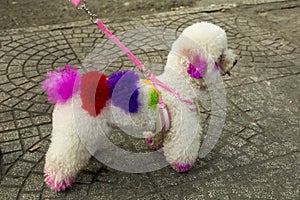 Decorated dog