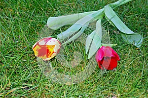 Decorated Dutch tulips in the grass, symbol of love, Mothers Day