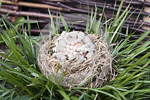 Decorated easter egg in bird nest