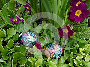 Decorated Easter eggs laying in the purple flowers of the primrose