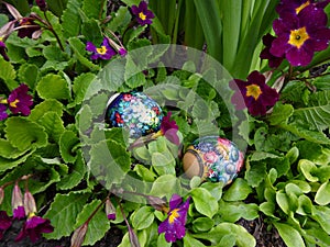 Decorated Easter eggs laying in the purple flowers of the primrose