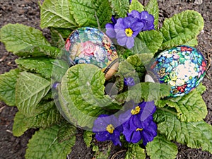 Decorated Easter eggs lie in the blue flowers of the primrose