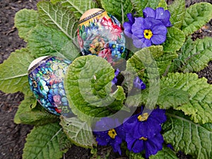 Decorated Easter eggs lie in the blue flowers of the primrose