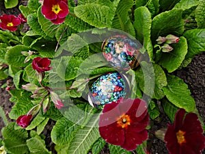 Decorated Easter eggs lie in the purple-red flowers primrose