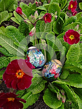 Decorated Easter eggs lie in the purple-red flowers primrose