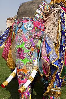 The decorated elephant.