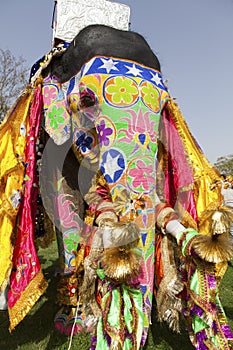 The decorated elephant.