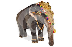 Decorated elephant