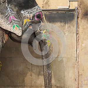 Decorated elephants in Jaleb Chowk in Amber Fort in Jaipur, India. Elephant rides are popular tourist attraction in Amber Fort.