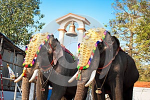 Decorated elephants for parade photo