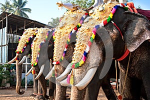 Decorated elephants for parade photo