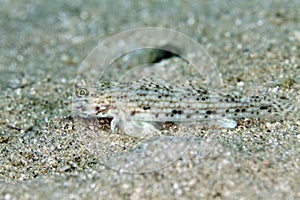 Decorated goby (istigobius decoratus) in the Red sea.