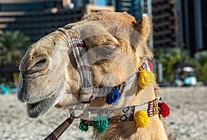 The decorated head of camel close-up