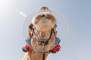 The decorated head of a camel, close-up, against a sky background.