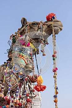 Decorated head of a camel in desert Thar during Pushkar Camel Fair, Rajasthan, India. Close up