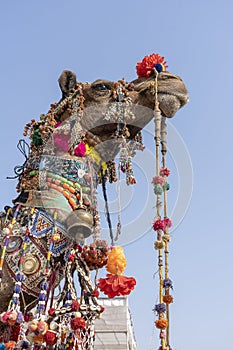 Decorated head of a camel in desert Thar during Pushkar Camel Fair, Rajasthan, India. Close up