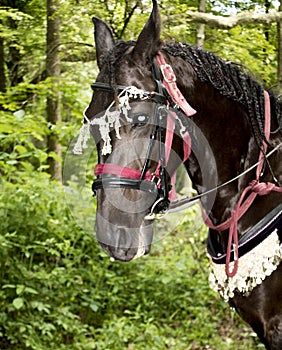 Decorated horse at festival