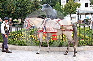 Decorated horse near bullring of Ronda, Andalusia