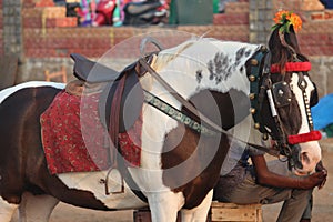 decorated horse in the parade