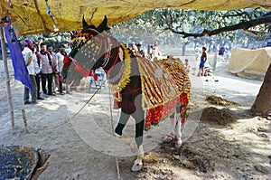 Decorated horse, Sonepur, Bihar, India
