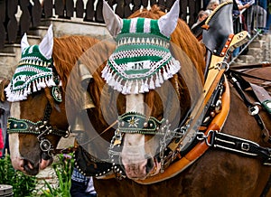 Decorated horse team on a parade.