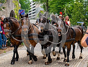 Decorated horse team at a parade in Garmisch-Partenkirchen, Garmisch-Partenkirchen, Germany - May 20.